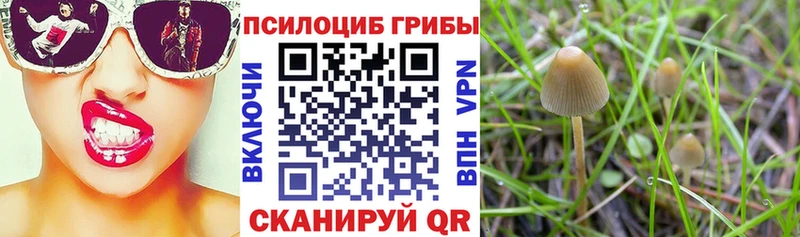 Купить  Барыш  Галлюциногенные грибы Cubensis 